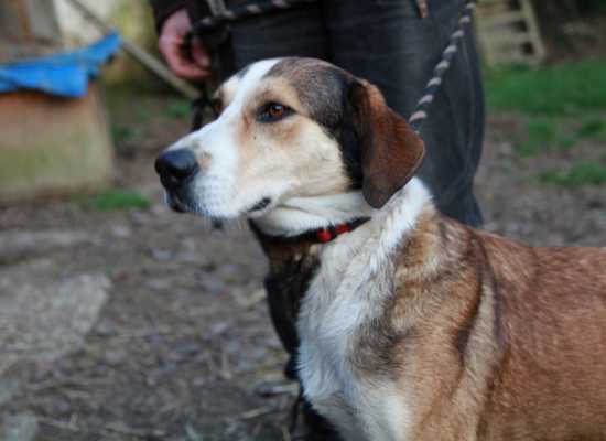 Szentgotthárdi Kutyamenhely